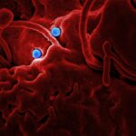 HRV 26 virus