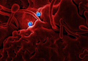 HRV 26 virus