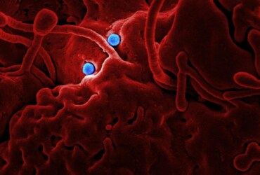 WHO Declares New Respiratory Virus a Public Health Emergency