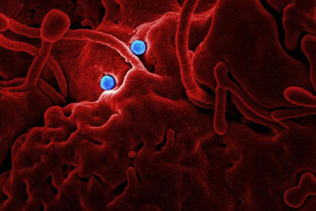 WHO Declares New Respiratory Virus a Public Health Emergency